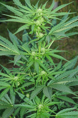 AMNESIA AUTO OUT #2