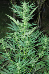 AMNESIA AUTO OUT #2