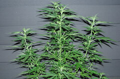 SENSI PURPLE KUSH