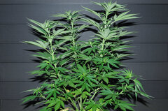 AK47