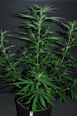 SENSI PURPLE KUSH