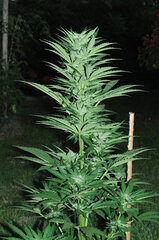 AMNESIA AUTO OUT #1