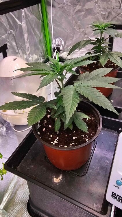 1044313738_Plant201-07.thumb.jpg.2d07093f108329485fb02a3e3c82952f.jpg
