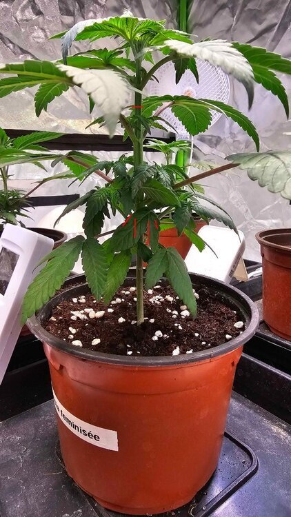 1760623844_Plant1side01-07Taille.thumb.jpg.71a35896fe523379f28ffb3c837eac77.jpg