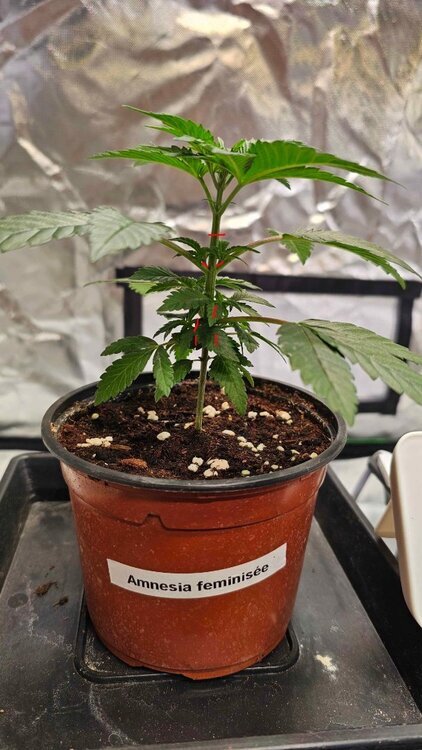 1782536401_Plant3side01-07Taille.thumb.jpg.63b9fbf324a58056f52dc0a8fc5448c3.jpg