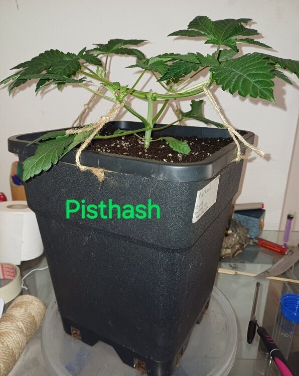 20240705_201542.thumb.jpg.7d2e135739f3f8a80451fb027ef67825.jpg