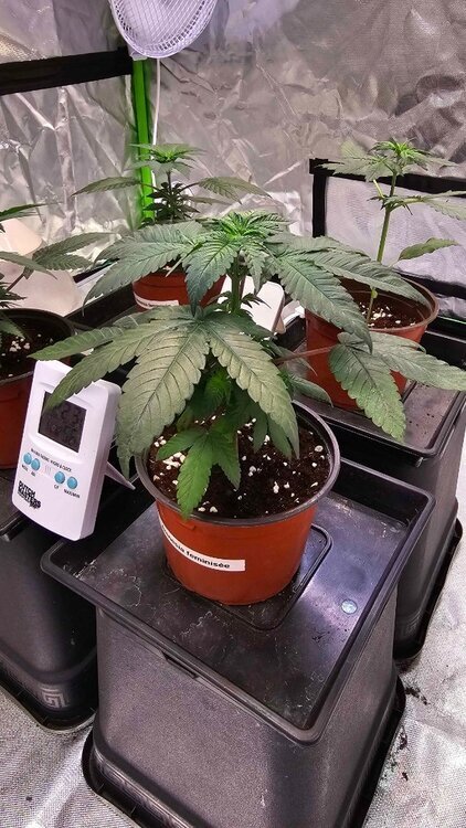 25957467_Plant101-07.thumb.jpg.948f3b7628c6f5fe2775ca8c98ff7205.jpg