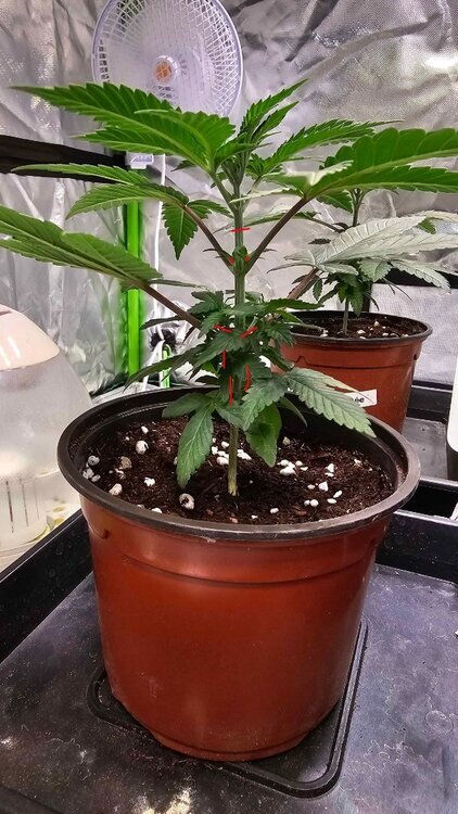 333051070_Plant2side01-07Taille.thumb.jpg.2c7aea0d922a5457cebd7e71dcab5683.jpg