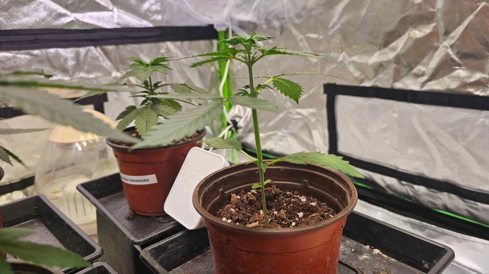383979963_PlantAutoside01-07.thumb.jpg.2b75843d6834858402bdf412125563b6.jpg