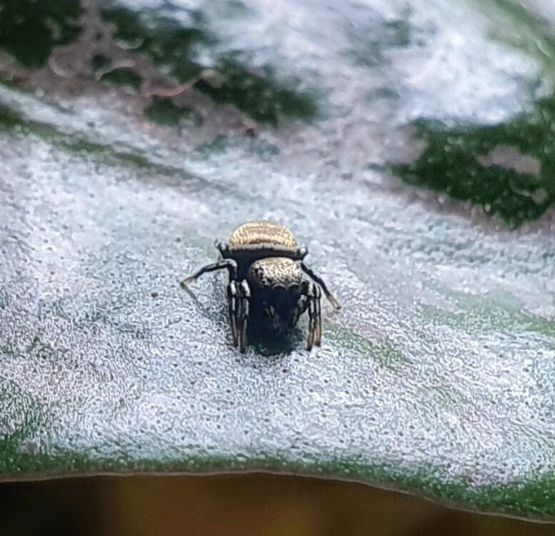 Heliophanus-02.thumb.jpeg.f25c06f231b0268c5dc5eb3281de11c3.jpeg