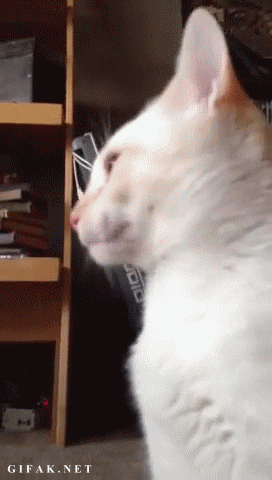 WNRp.gif.b3f4f2e48cc242c47507ef31d05bc5ae.gif