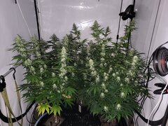 Chiquita Banana 12-12 +28