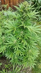 Strawberry banana auto day 73