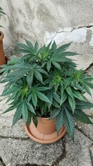ayahuasca purple