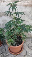 Orange sherbet FF
