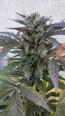 Magnum auto