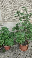 ayahuasca purple et orange sherbet FF
