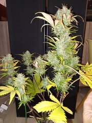 IMG_20240702_150310.jpg
