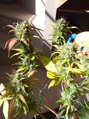 IMG_20240707_173928.jpg