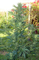 AMNESIA AUTO OUT #2