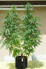 AK47