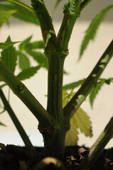 AK47