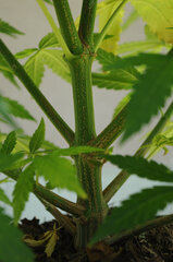 SENSI PURPLE KUSH