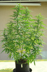 SENSI PURPLE KUSH