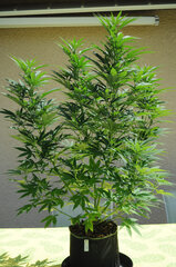 AK47