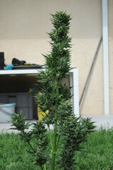 AMNESIA AUTO OUT #1