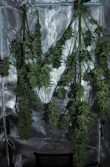 AMNESIA AUTO OUT