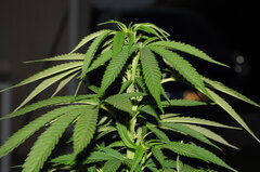 AK47