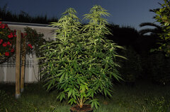 SENSI PURPLE KUSH