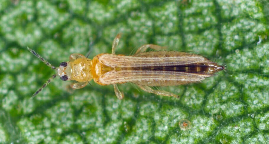 thrips.jpg.76f3902e2bbc8a13c51e4fd5f2f8f71f.jpg