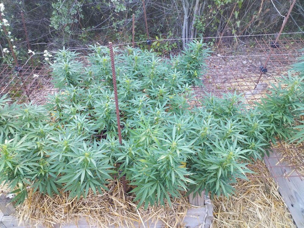 1005831622_orangescrog.thumb.jpg.c7005c38e03ed9a1af4ff9c7bcfe3a2f.jpg