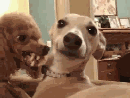 1141990079_chienvenere.gif.8e2d35082310e109d95893d05263adf3.gif