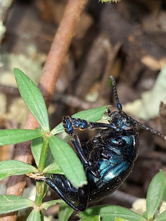 1687257272_insect1top.thumb.jpg.2e64c70e4460618975a8b55c45d3e99a.jpg