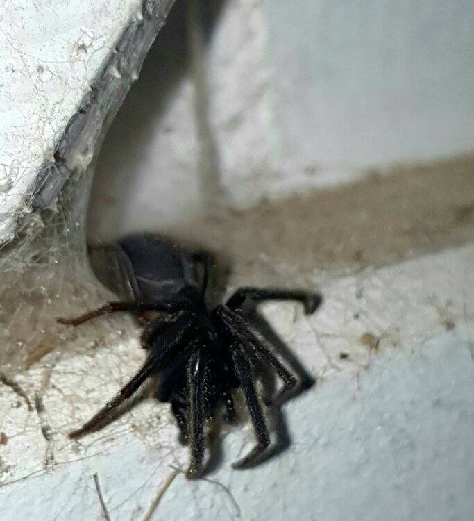 20240806_210123.thumb.jpg.a90e04237a52445b77d9f73360c00f74.jpg