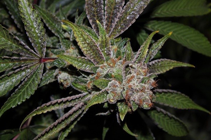 4.JPG.f43f2ecb64760da2c1e1c7e42cbd3322.JPG
