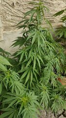 ayahuasca purple Flo + 1