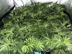 IMG_1388.jpeg