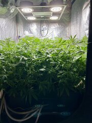 IMG_1417.jpeg