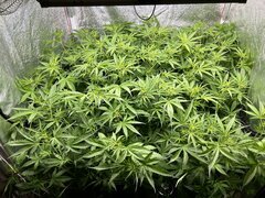 IMG_1424.jpeg
