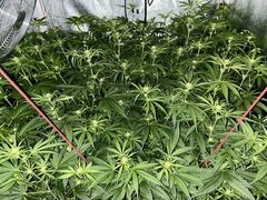 IMG_1478.jpeg