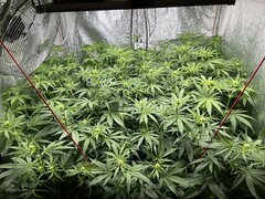 IMG_1482.jpeg