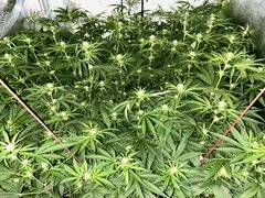 IMG_1485.jpeg