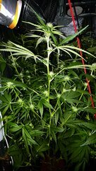 IMG_1522.jpeg