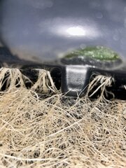 IMG_1570.jpeg