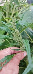 Pheno 2 d