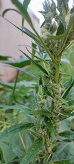 Pheno 2 c